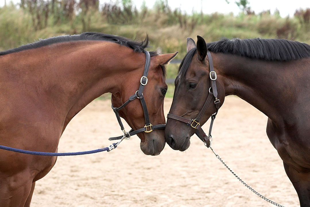emily-ruocco-training-horse-sale-lease