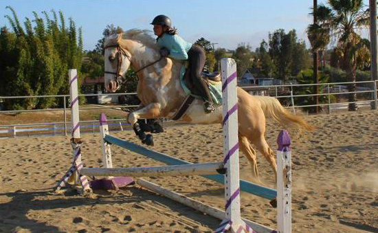 Emily Ruocco Equestrian Training Hunter Jumper