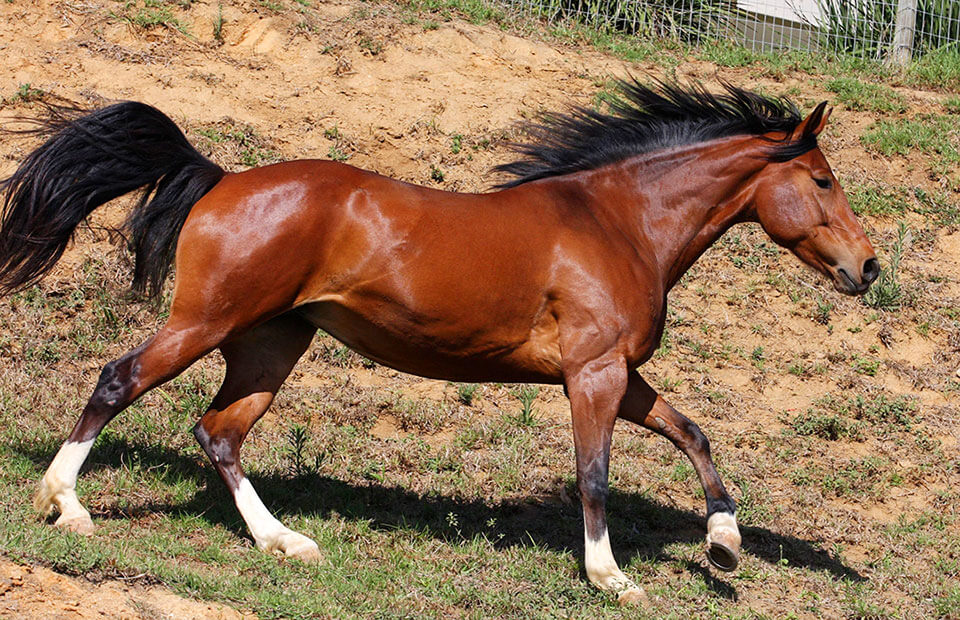 emily-ruocco-training-horse-sale-lease