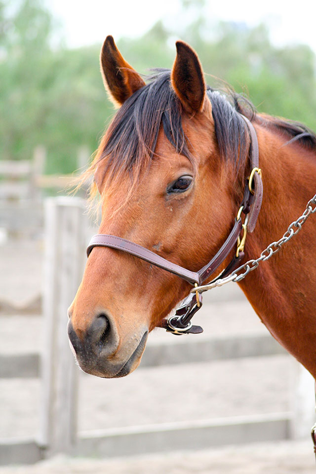 emily-ruocco-training-horse-sale-lease-william